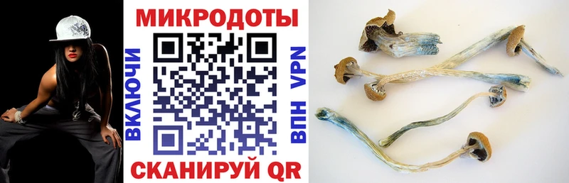 Псилоцибиновые грибы Cubensis Райчихинск